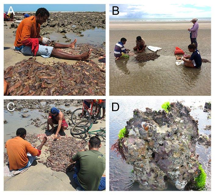 45 Figure 3. A: Aerial view of sea cucumber drying area on Xavier Beach (Ceará, Brazil); B: Sea cucumber fishers readying their boat; C: Fishers wading on the reef in search of sea cucumbers.