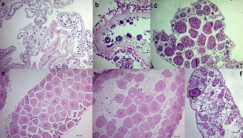 70 Figure 8. Photomicrography of female gonad development of Isostichopus sp. aff badionotus. a) Recovery 4x; b) Recovery: outside epithelium (E); Germinal epithelium; immature basophils oocytes.