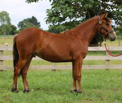 Marley is now a yearling gelding and well handled.