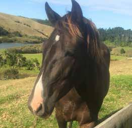 KHH Luka 4½yo, 14hh, Gelding Luka came to me through the Kaimanawa Heritage Horses foster system. He s been well loved and handled the whole way through just needed some finishing off to his training.