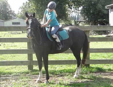 vandeelen@kaimanawa Toy Soldier 6yo, 146cm, Gelding We have made the very hard decision to sell our gorgeous boy Toy.