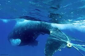 Humpback Whales Humpback whales face a number of threats including: entanglement in fishing gear and marine debris ship strikes whale watch harassment habitat impacts Connect the dots to complete the