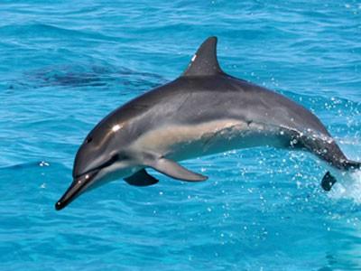 Spinner Dolphin Spinner dolphins (Nai a): swim in groups that range in size from 6 to 250 dolphins rest during the day and feed at night