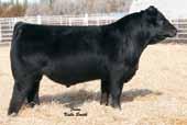 pounds. A bull that can add pounds to a calf crop. would indicate he may not be a heifer bull. W/C Wide Track 694Y, Sire 4 4.4 71 97 6 20 55 20 10.1 33.4 -.24.09 -.045.