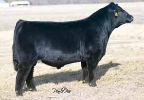 Saturday, March 19, Centerville, Iowa 31 Drake Bull 35C ASA#3046605 Black Dbl Polled 3/4 SM 1/4 AN Birth: 3-19-15 Tattoo: 35C Adj. BW: 69 Adj. WW: 696 Adj.