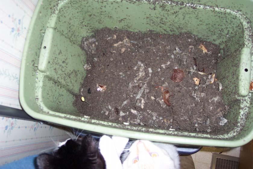 This is a picture of worm bin that is ready to harvest. Please note how the bedding has decreased over time.