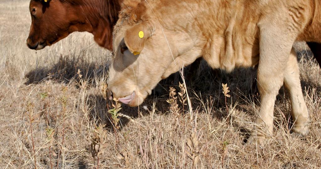 Photo 1. An example of cattle using the tongue, not the lips, as the primary prehensile structure for grasping and pulling plant material into the mouth.