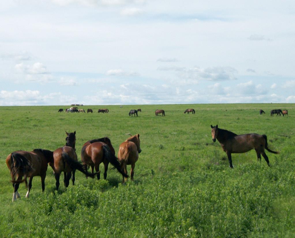 DESCRIPTIONS OF LIVESTOCK AND WILDLIFE SPECIES (Refer to Figures 3 and 4) WILD HORSES (Equus ferus) Horses have upper and lower incisors, a selective lip structure, and are hindgut fermenters.