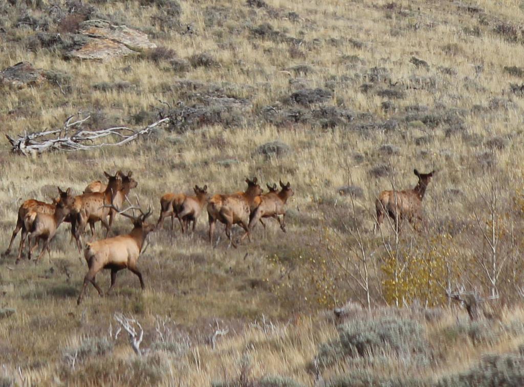 fluctuations (more similar to a mixed or intermediate selector). Elk are foregut fermenting ruminants such as cattle and sheep.