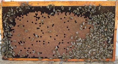 Varroa are monitored on average every 3 days using the sticky board method.