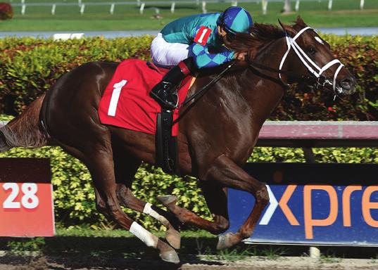 : One of two Grade winners in the field (the other being Good Magic), enters the Xpressbet Fountain of Youth off a solid runnerup performance in Gulfstream s Grade Holy Bull on February.