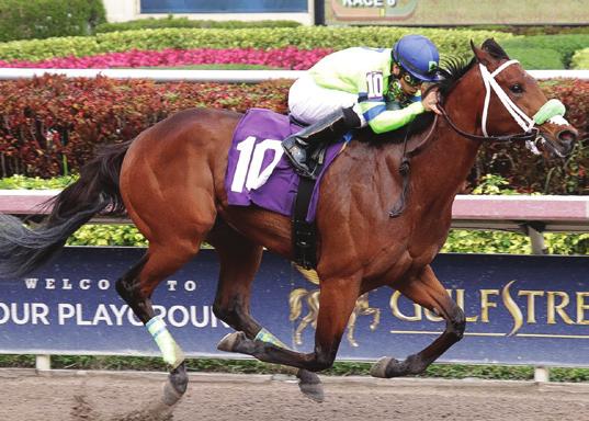 On raw talent alone, though, he s as good as it gets. He won the Grade Swale on February with ease and Gulfstream s top rider, Luis Saez, bypassed the opportunity to ride in this race to stick with.