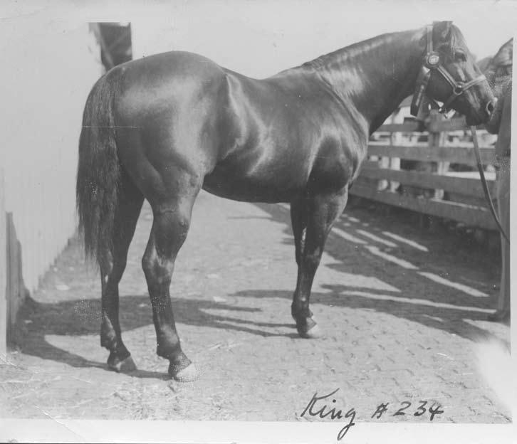 At the time AQHA was formed in the spring of 1940, King was an 8-year-old. One of the first orders of business for the new association was the creation of organized horse shows.