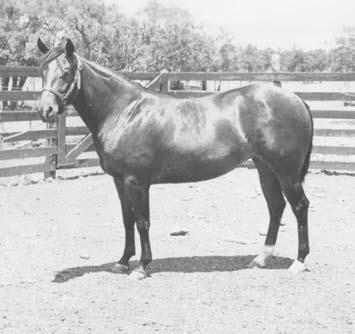 Duchess H, a 1940 bay mare by King and out of Queen H, was the earliest representative of El Primero Dorado Cruz the first golden cross. Courtesy AQHA Heritage Center & Museum To begin with, J.O.