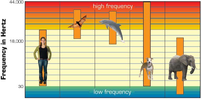 Different animals can hear a range of different frequencies of sound. Look at the graph to see which animal hears the greatest range of sound and which hears the smallest range.