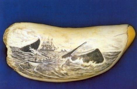 8) Scrimshaw whale s tooth (the surface of the