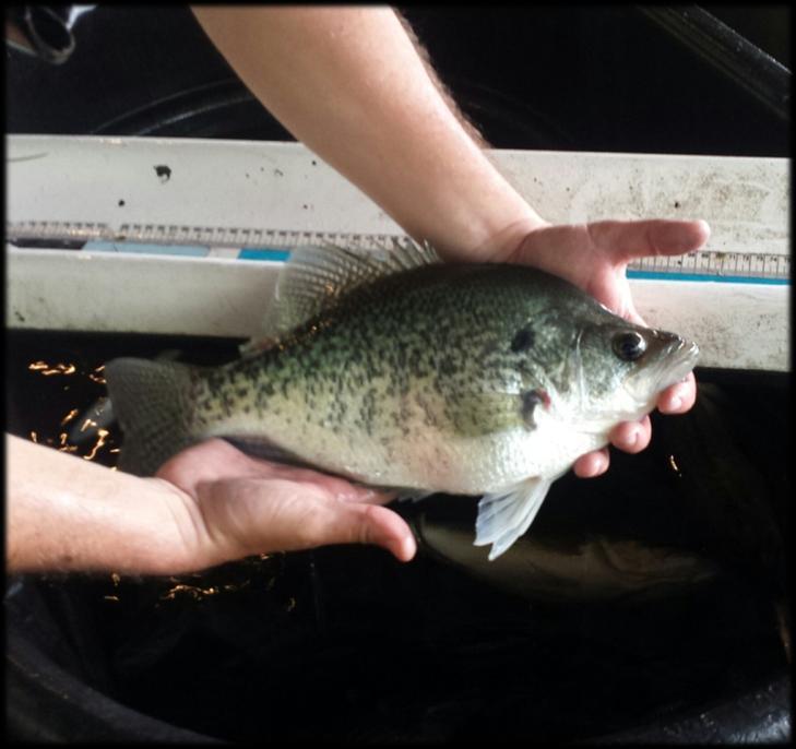 Below: Results from the 217 spring electrofishing survey on Pickwick Lake. Boat electrofishing was completed along 1.5 miles of shoreline in April.