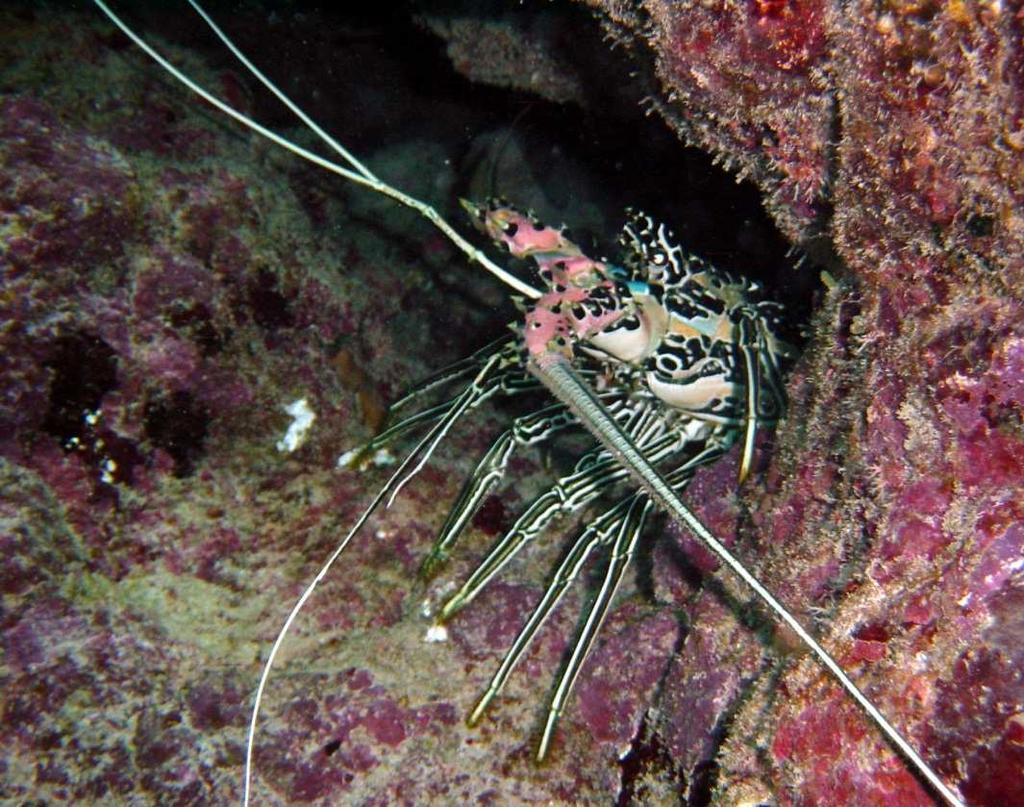 Chapter 28 Arthropods and Echinoderms Introduction to Arthropods jointed feet