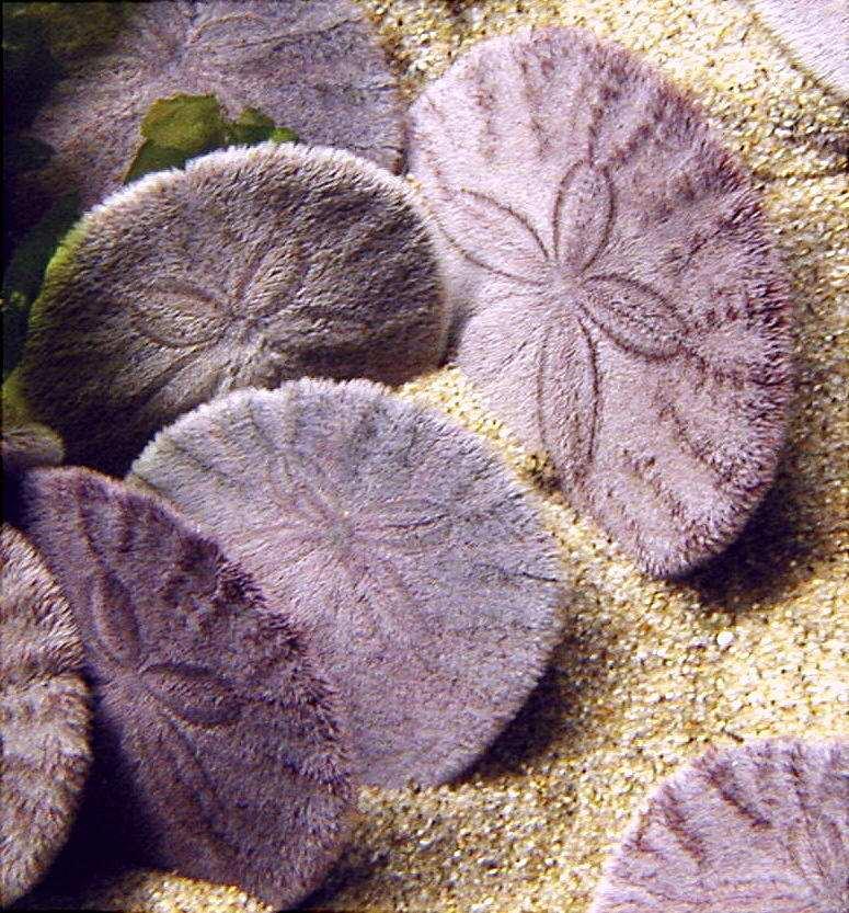 joints Urchins Sand dollars Groups of Echinoderms Brittle