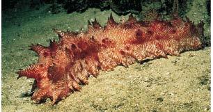 SEA CUCUMBERS (CLASS HOLOTHUROIDEA): Warty pickle that moves Still radially symmetrical even if superficially appearing to have
