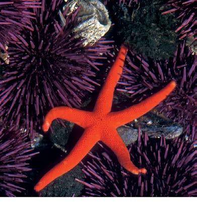 TYPES OF ECHINODERMS-SEA STARS (CLASS ASTEROIDEA): Have a central disc in center of body surrounded by five arms (or multiples of 5) as many as 50 arms) Move with tube feet, Mostly carnivores Can