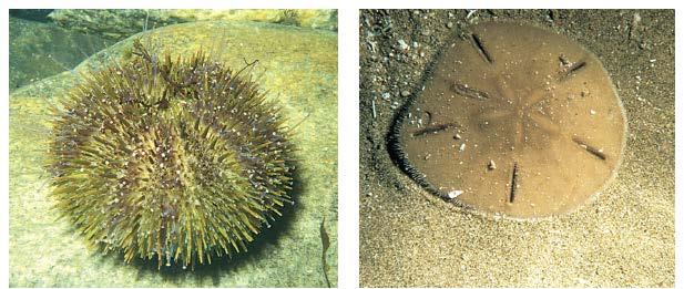 SEA URCHINS, SAND DOLLARS (CLASS ECHINOIDEA): Sea urchins and sand dollars