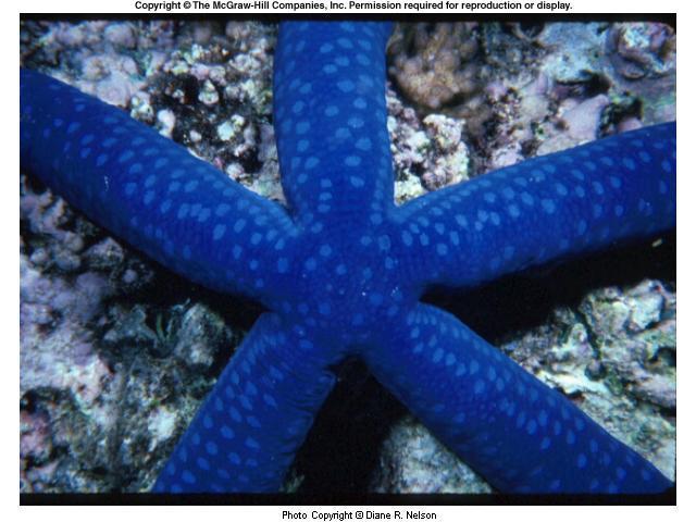 Sea stars have arms (rays) arranged around a central disc.