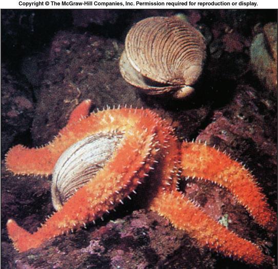 Most sea stars are carnivorous; feeding on molluscs, crustaceans,