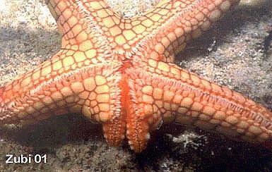 Class Asteroidea Reproduction Most sea stars have separate sexes with a pair of gonads in each ray. Fertilization is external.