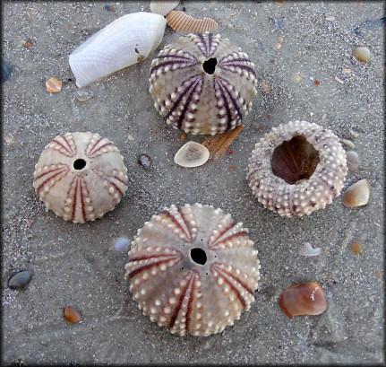 Class Echinoidea Class Echinoidea includes sea urchins and sand dollars.