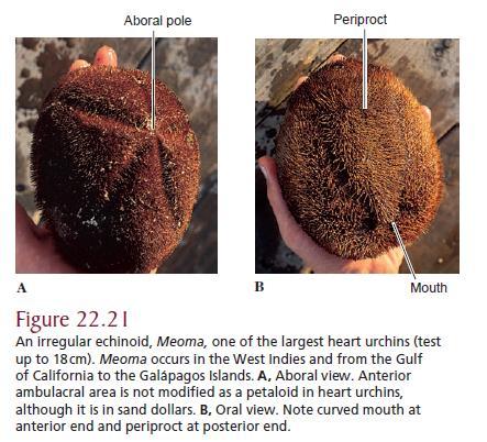 Irregular echinoids include the sand dollars and heart urchins that include some