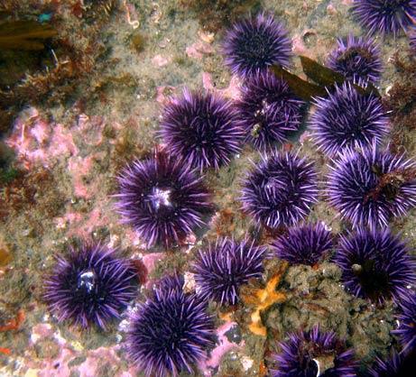 Echinoids live in all seas from the intertidal to the deep sea.