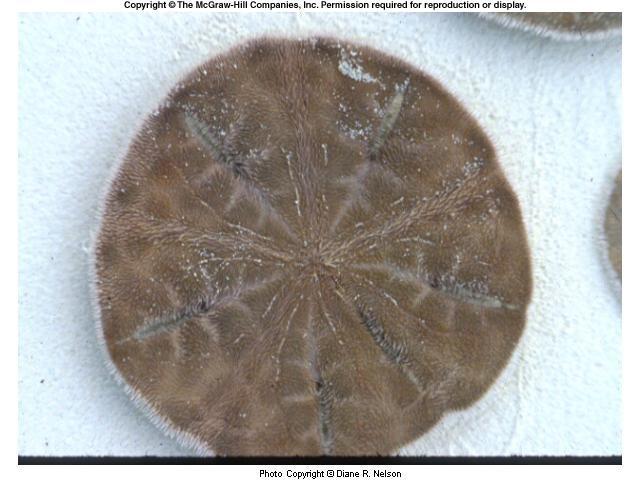 Sand dollars use their short spines to move sand & its organic contents to the sides,