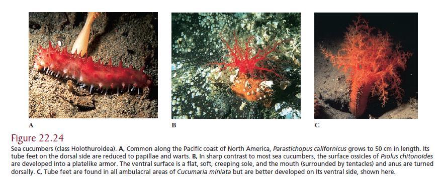 Class Holothuroidea Sea cucumbers (Class Holothuroidea) are elongated along the oral/aboral axis.