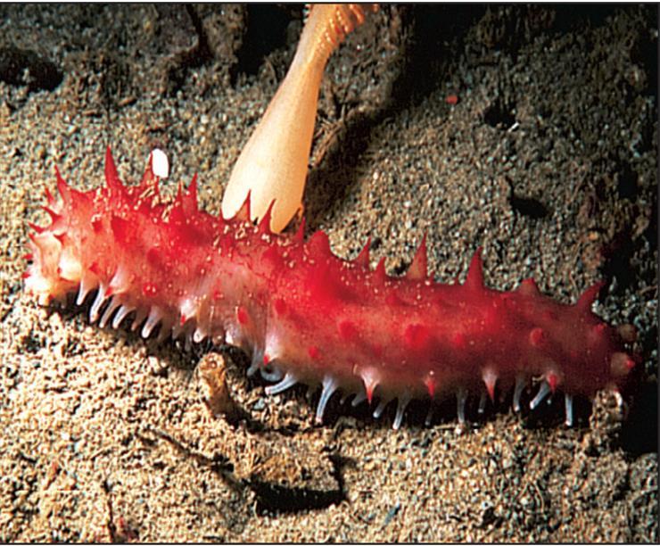 Sea cucumbers move using ventral tube feet and waves of contraction along the muscular body