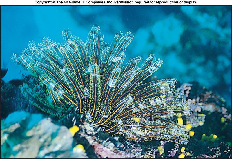 Crinoids include sea lilies and feather stars.