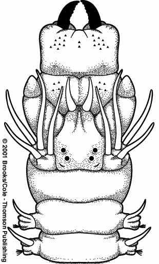 jaws Most are marine Bristles extend from paired, fleshy parapods on each segment Head end is specialized