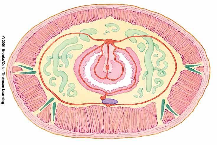 No parapodia, few bristles per segment Dorsal blood vessel Circular muscle