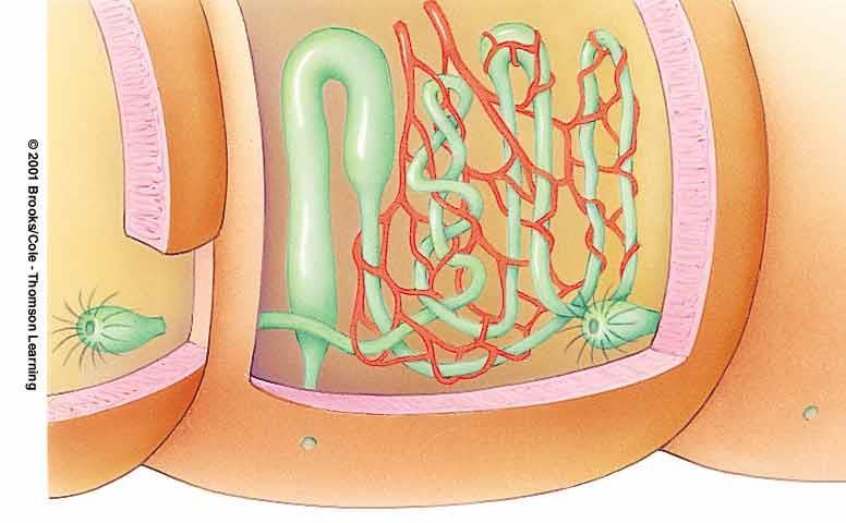 bladderlike storage region of nephridium nephridium s thin loop reabsorbs some solutes, relinquishes them to blood blood vessels