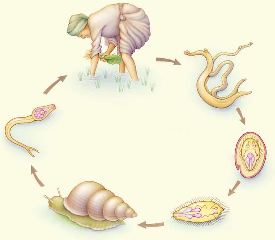 Parasitic worms Complicated life cycle Larvae bore into human skin Worms mate in human host Larval stage infects a mollusk Adult infects