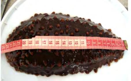 24-cm long sea cucumbers were obtained randomly