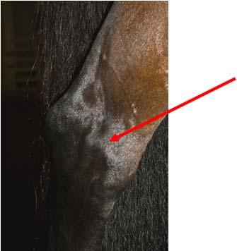 sheath along the hock joint Conformation photo analysis,