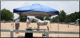 Judging Specifications In Hand Classes divided as: Movement 40% (walk 20%, trot 20%) Conformation 40% Expression, Manners, Willingness 10% Quality, Balance and Harmony, Suitability as a Sport Horse