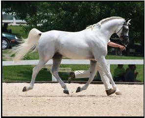 Gaits and Movement Innate quality movement is a priority Correct gaits which contribute to ease in training and soundness are most important