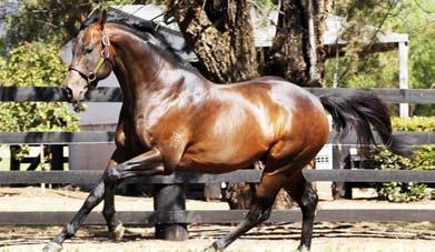 Whilst many of it s stallions shuttle from the Northern Hemisphere, it s leading commercial stallion is the homebred Fastnet Rock (by Danehill).