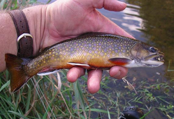 These anglers fished in an average of 8 Driftless Area streams out of the over 600 available in the region.