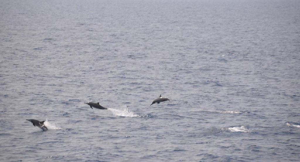 Figure 1: Spinner dolphins