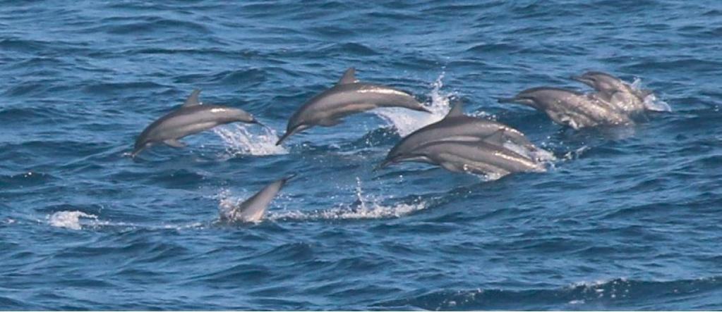 Figure 5: Spinner dolphins