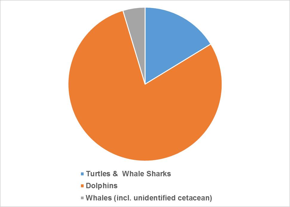 Figure 8: Total number of marine fauna observations per class (Turtles & Whale Sharks, Dolphins, Whales) recorded