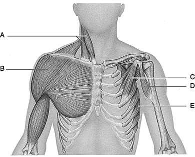 Figure 10.2 Using Figure 9.2, match the following by writing the correct letter next to the left side of each number below: 20. Antagonist to the Trapezius muscle. 21.